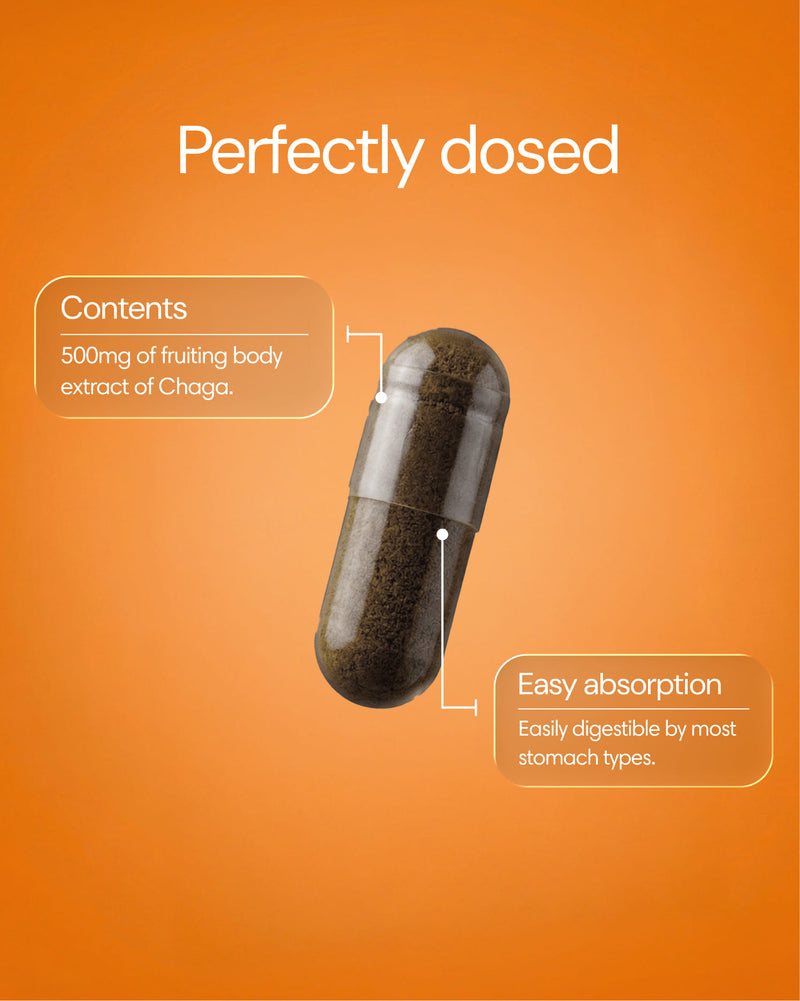 Clearly Chaga capsules in a clear bottle, showing dark brown Chaga mushroom extract capsules for immune support.