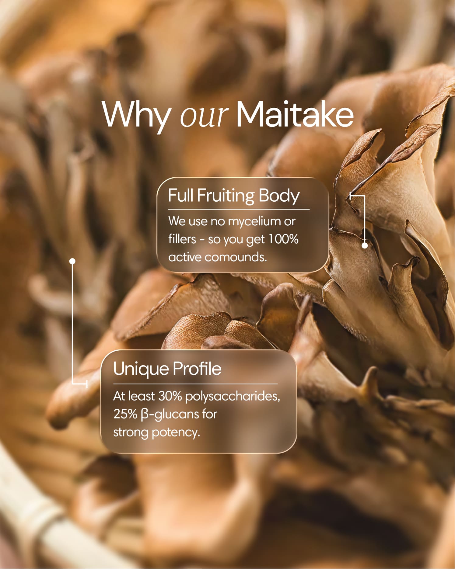 Maitake